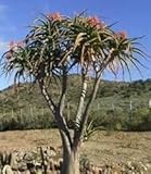 Aloe bainesii - Tree Aloe - 10 seeds