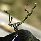 カラタチ 苗 香のけむり (コウノケムリ) 雲竜型 ポット苗 柑橘類 枳殻 からたち キコク