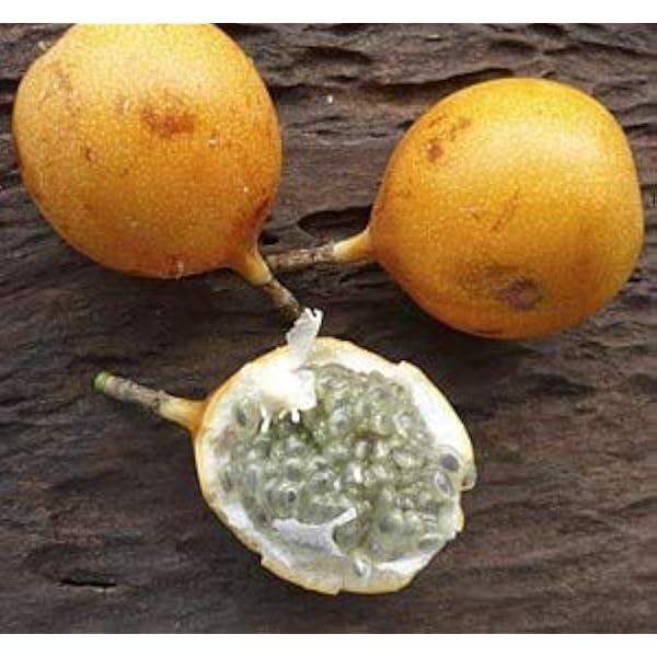 Amazon Co Jp 種子 Passiflora Ligularisスイート グラナディラ 耐寒性蔓性低木 トケイソウ 時計草 グリーンカーテンにも 10粒 並行輸入品 ホーム キッチン