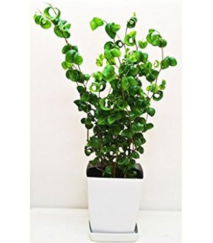 Amazon｜シタシオン ベンジャミン 斑入り 観葉植物 インテリア｜観葉
