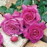 バラ苗 シャルトルーズドゥパルム 国産大苗デルバールオリジナル角鉢6号四季咲き大輪 紫系 フレンチローズ（デルバール）