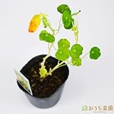 ナスタチウム ゴールド 【苗】 ９ ｃｍ ポット ＜当店は 苗 種 鉢 培養土 ニーム の専門店＞