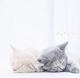 �܂邲��!�A�_�[�W��