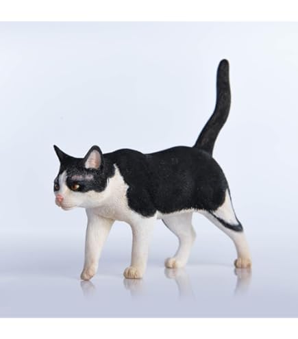 猫茶 61tiY7UoJ5L._AC_UF350,