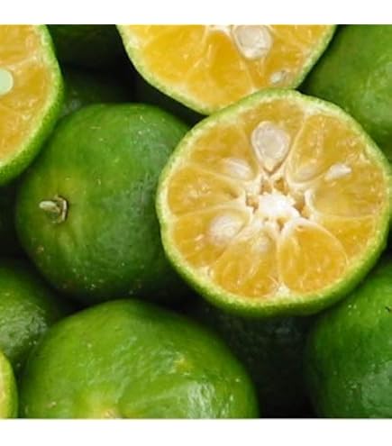 Amazon.co.jp: シークヮーサー 樹高0.6m前後 15cmポット 【 単 品