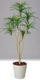光触媒観葉植物 ﾕｯｶ 173A250