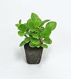 壁掛け観葉植物ミドリエ用交換苗「ペペロミアグラベラ」 ～サントリー・トヨタの新提案～ 絵を飾るようにみどりを飾る