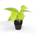 壁掛け観葉植物ミドリエ用交換苗「ポトスライム」 ～サントリー・トヨタの新提案～ 絵を飾るようにみどりを飾る