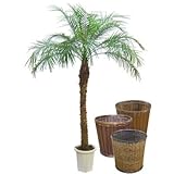 フェニックス・ロベリニー 10号【バスケット(鉢カバー) 付き】 バスケット02