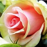 20 kinds mixed 100 rose seeds/pack ,Four Seasons sowing the seeds of perennial flowers, rose flowers