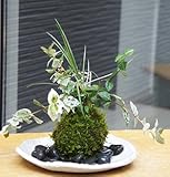 色々な葉色を楽しめる苔玉【ハツユキ（初雪）カズラ・白竜の寄せ植え苔玉・楕円白粉引器セット】 (敷石の色（黒）)
