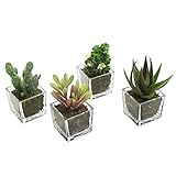さまざまな人工合成多肉植物入り立方体型ミニクリアガラスポット 4個セット