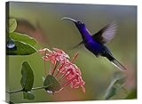 グローバルギャラリーバイオレットsabre-wingオスHummingbird Feeding at Flowerコスタリカ壁アート 24W x 18H in. ピンク GCS-396666-1824