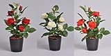 ばら SSセットA 赤・白・オレンジ 光触媒とアミノ酸のダブルコーティング　消臭力と抗菌力を発揮するアートフラワー