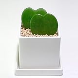 ラブラブハート（ホヤ）のシンプルな陶器植え。ホヤはとげのないハートのサボテン（多肉植物）