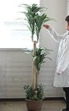 山久 シルクフラワーの「ドラセナツリー」180 1701-8240【TKD】【CT触媒加工】snb 【観葉植物】【造花】