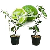 Amazon 大実タヒチライム ライムの中では実が大きく耐寒性が強い育てやすい品種 果樹挿し木苗9cmポット 2個セット ポット苗なので年中植付け可能 鉢