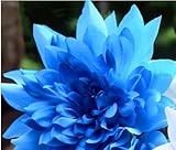 free ship Promotion10 seeds Blue Dahlia Seeds Beautiful Gardens Dahlia pinnata Bonsai Plant Flower S
