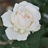 開花株 バラ苗 エルヴィス（エルビス） 国産大苗6号スリット鉢 ハイブリッドティー（HT) 四季咲き大輪 白系 フランス ニルプ