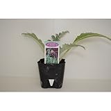 アーティチョーク 9cmポット