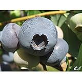 ブルーベリー 苗木 スパルタン（スパータン） 苗 2年生 挿し木苗 【 ノーザンハイブッシュ系 】