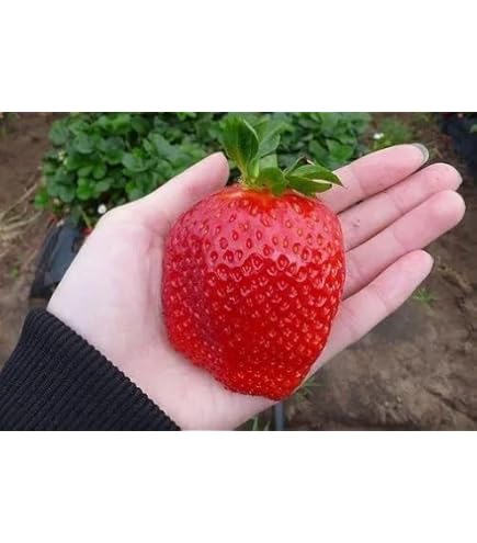 Amazon.co.jp: 植物種子 白イチゴ 種 10粒 : DIY・工具・ガーデン