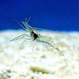 (海水魚)生餌 エサ用エビミックス Sサイズ(10匹) 活餌
