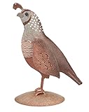 Regal Art & Gift REGAL05283 Quail Decor Female