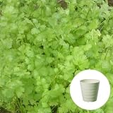 コリアンダー / パクチー 栽培 セット / ハーブ / 軽量 プラスチック 鉢 プランター / アイボリー