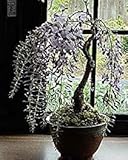 母の日　ギフト　鉢花　藤盆栽