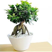 Amazon｜LAND PLANTS 観葉植物【樹形を選べる】 選べる 超幹太