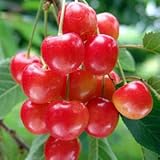 [実付きまでの年数が短い苗木]サクランボ：YD（ワイダイ）ナポレオン4.5号ポット[矮性台木]