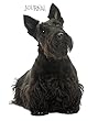 Journal: Scottish Terrier