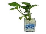 花市場直送便 ポトス(カラーサンド植え) ブロックM ブルー