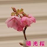 苗・庭木苗：桜の苗木 (陽光桜)