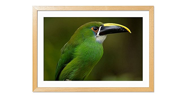 Amazon Co Jp グリーンオオハシ 動物の写真木製額縁アートポスター 40cmx60cm 原色 ホーム キッチン