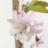 桜 苗木 平安枝垂 12cmポット苗 さくら 苗