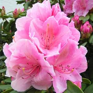 Amazon 50個 袋アザレア アザレア フラワーツリーカバーフラワー15色盆栽diy植物ホームガーデン 3 観葉植物 オンライン通販