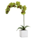 Torre & Tagus 901645B Orchid Potted Single Stem, 28-Inch, Olive Green [並行輸入品]