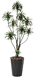 造花アート・観葉植物　ドラセナコンパクタ1.6＜ お中元 お歳暮 フラワーギフトに＞
