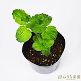 グレープフルーツミント 【苗】 ９ ｃｍ ポット ＜当店は 苗 種 鉢 培養土 ニーム の専門店＞