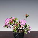 苗：深山霧島つつじ（初冠雪）