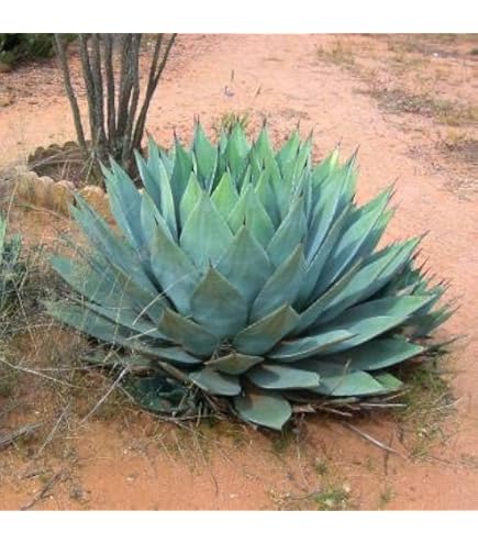 Amazon.co.jp: アガベ フェロックス錦 モンタナ パリートランカータ 地