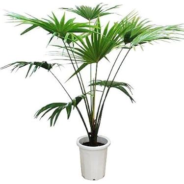 Amazon | ビロウヤシ 10号サイズ | MAKIMO PLANT | 観葉植物 通販