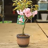 豪華な八重桜盆栽：関山桜（せきやま・かんざん）