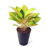 (株) 赤塚植物園 ①　リビングジュエリー 5号　アグラオネマ　ゴールデンタイ