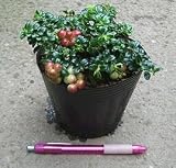 苔桃 （コケモモ）