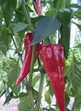 Chili Cyklon - Hot pepper Cyklon - 10 seeds