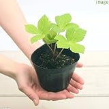 (山野草)山菜 アシタバ(明日葉) 3号(1ポット) 家庭菜園 [生体]
