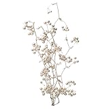 大地農園 ドライフラワー サンキライのツル実付(6本入り) DO022214-932